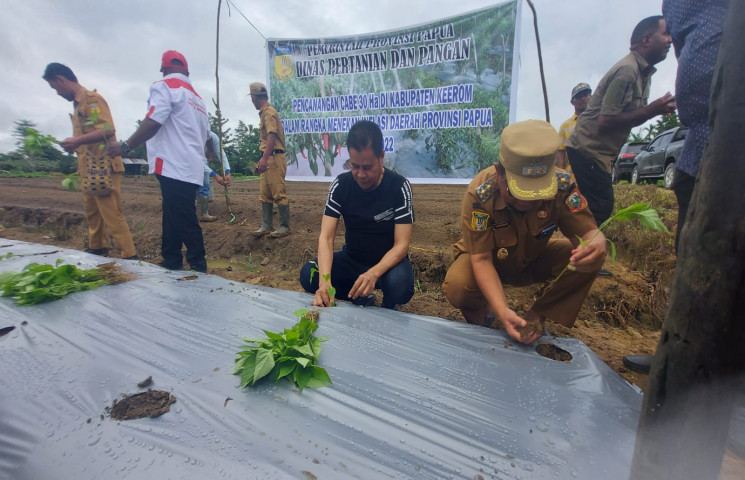 Pemprov Papua Galakkan Gerakan Tanam Cabai Untuk Tekan Laju Inflasi