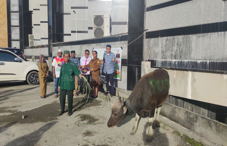 Pemerintah Provinsi Papua Serahkan 17 Ekor Hewan Kurban