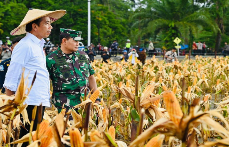 Tinjau Ladang Jagung di Keerom, Presiden : Kalau Produktivitas Tinggi Bisa Penuhi Kebutuhan Nasional
