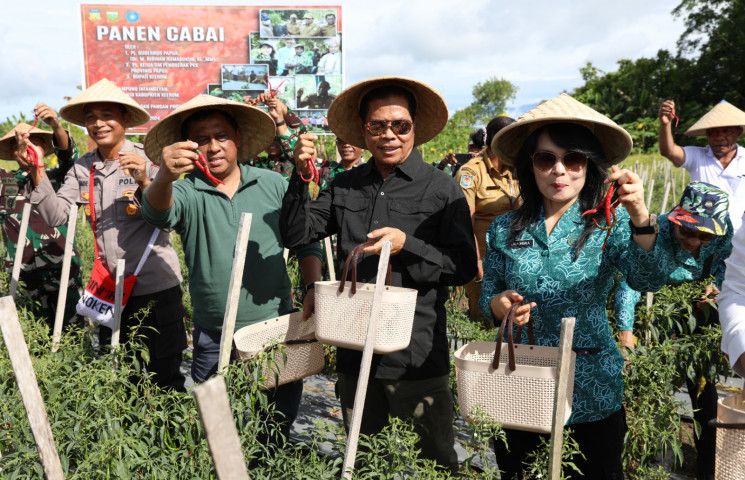 Panen Cabai Satu Hektar di Keerom, Pj Gubernur : Semoga Harga Cabai di Pasar Stabil