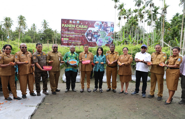 Pj Gubernur Papua Panen Cabai 40 kg di Lahan Milik Warga Kabupaten Jayapura 