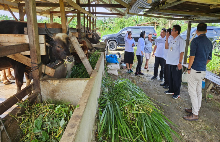 Staf Presiden Tinjau Sapi Qurban Bantuan Presiden, Staf Teknis : Sapi Bantuan Presiden Layak Menjadi Hewan Qurban