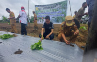 Pemprov Papua Galakkan Gerakan Tanam Cabai Untuk Tekan Laju Inflasi