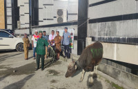 Pemerintah Provinsi Papua Serahkan 17 Ekor Hewan Kurban
