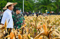 Tinjau Ladang Jagung di Keerom, Presiden : Kalau Produktivitas Tinggi Bisa Penuhi Kebutuhan Nasional