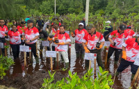 Rangkaian Agenda HUT RI Papua Dicanangkan, Diawali dengan Penanaman Bibit Bakau