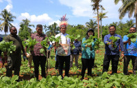 TP PKK Provinsi Papua Sinergi Dengan Kegiatan Desa B2SA Dinas Pertanian Dan Pangan Provinsi Papua Dalam Upaya Penurunan Angka Stunting Di kabupaten Biak 